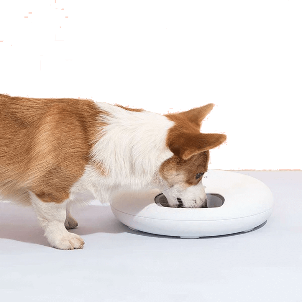 6 Meal Automatic Dog Feeder