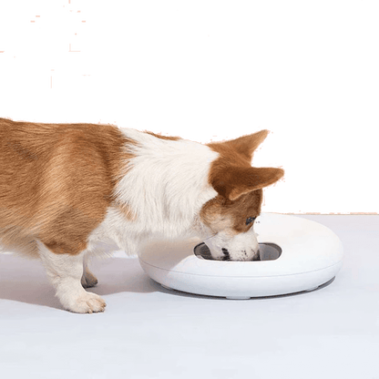 6 Meal Automatic Dog Feeder
