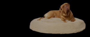Dog Calming Beds Collection
