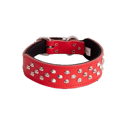 Staffordshire Bull Terrier Studded Collar
